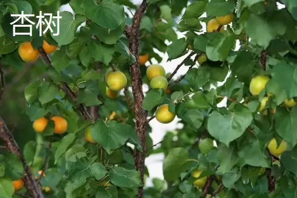 区分杏树和桃树的方法和重点？区分杏树和桃树要做好哪些细节？插图3
