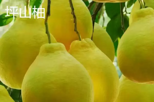 了解柚子成熟上市时间的方法和重点？了解柚子成熟上市时间要做好哪些细节？插图4