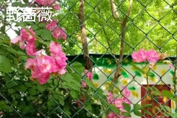 蔷薇优良品种大推荐：5种观赏价值高的品种介绍插图4