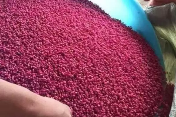 如何辨别真假包衣剂种子?鉴别真假包衣剂种子要掌握哪些方法?插图3 如何辨别真假包衣剂种子?鉴别真假包衣剂种子要掌握哪些方法?插图3
