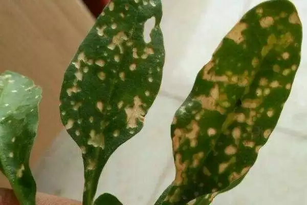 如何用药防治菠菜根腐病？种植菠菜防治根腐病用药要注意什么？插图2