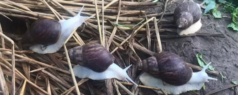 蜗牛的病虫害防治？防治蜗牛病虫害要采取哪些有效的物理、化学和生物防治措施？-会东网