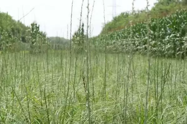 了解知母种植注意事项的方法和重点？了解知母种植注意事项要做好哪些细节？插图2