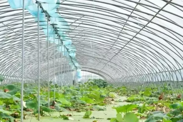 莲藕浅水定向种植方法 ,莲藕浅水种植水层如何控制？插图2