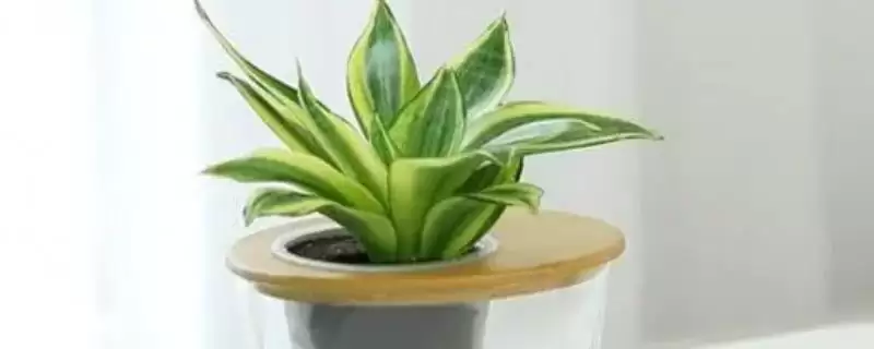 水培虎皮兰如何快速生根？水培虎皮兰促快速生根要掌握哪些有效技巧？-会东网
