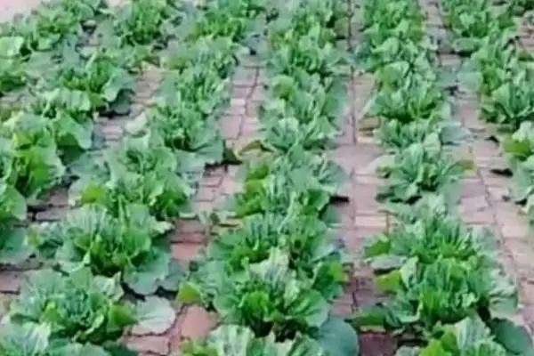 盘菜冬天种植攻略：可以种但要保证温度的关键因素插图3