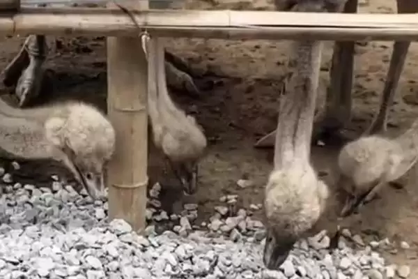 鸵鸟的速度是多少？了解鸵鸟速度要知晓哪些关键的生物运动特性和影响因素？插图5