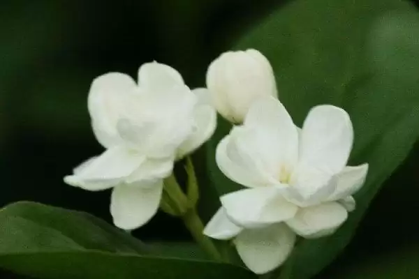 毛茉莉与茉莉花有什么区别呢 ,毛茉莉与茉莉花外形和花形不同插图3