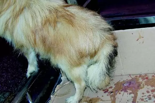 犬细小病毒危害剖析:死亡率高的传染病的防治关键插图1 犬细小病毒危害剖析:死亡率高的传染病的防治关键插图1