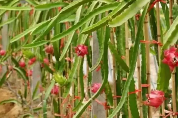 种植火龙果的条件和要点？种植火龙果需满足哪些特殊条件？插图1