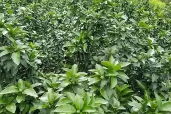 对沙糖桔施肥的方法和重点？对沙糖桔施肥要做好哪些细节？插图3