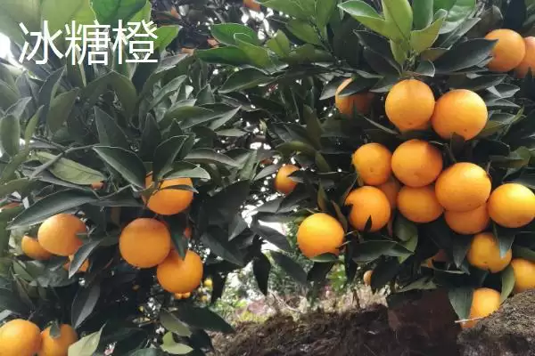 认识优质冰糖橙特点的方法和重点？认识优质冰糖橙特点要做好哪些细节？插图3