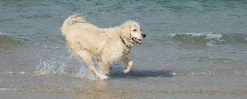 金毛犬表达情绪的方式 ,金毛怎样表现它的心情状态-会东网