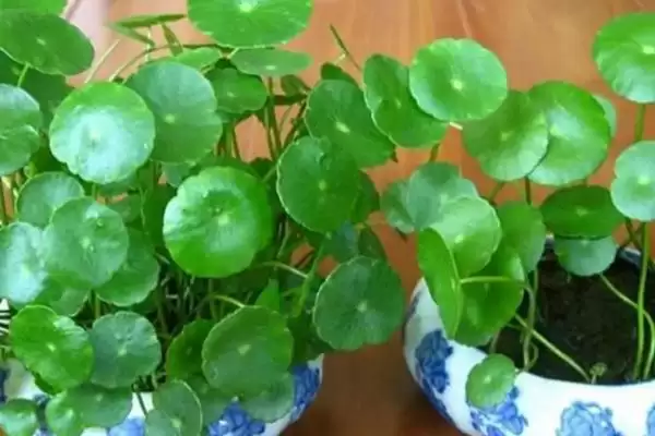 铜钱草冬天叶子黄了是什么原因？探究铜钱草冬季叶子发黄原因要考虑哪些因素？插图3