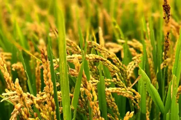 水稻和旱稻的区别？区分水稻和旱稻要关注哪些关键的生长特性差异？插图1