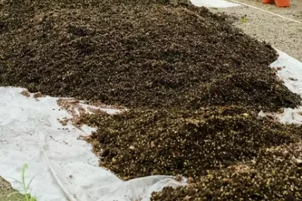 栽种多肉植物的方法和重点？栽种多肉植物要做好哪些细节？插图9