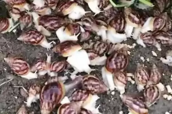 蜗牛的病虫害防治？防治蜗牛病虫害要采取哪些有效的物理、化学和生物防治措施？插图2