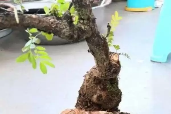 修剪清香木的方法和重点?修剪清香木要做好哪些细节?插图2 修剪清香木的方法和重点?修剪清香木要做好哪些细节?插图2
