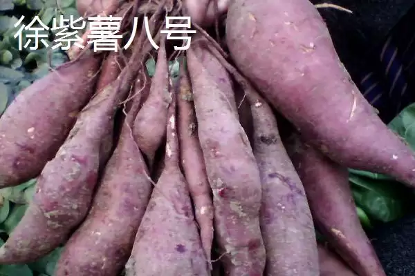 紫薯品种的种类和要点？了解紫薯品种需关注哪些关键信息？插图2
