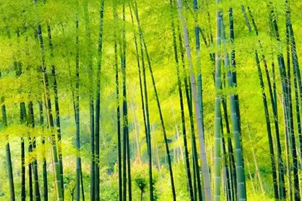 外直中通襟怀若谷是哪种植物？判断符合该寓意的植物要了解哪些文化和植物特性要点？插图1