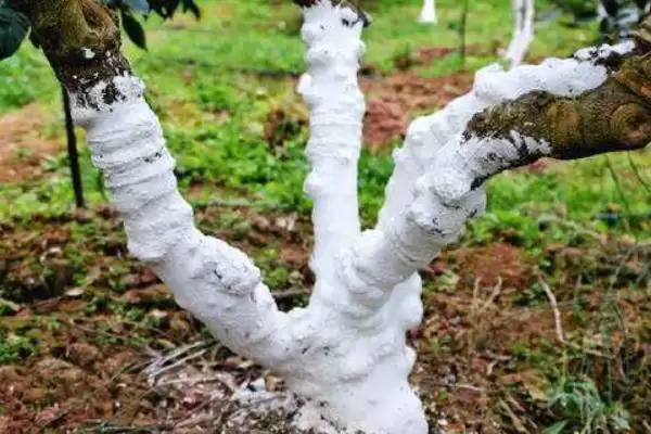 防治茶天牛的方法和重点？防治茶天牛要做好哪些细节？插图1