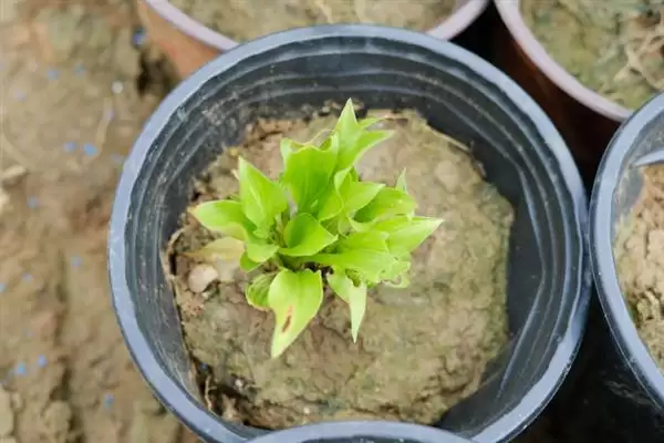 掌握玉簪花浇水方法的方法和重点？掌握玉簪花浇水方法要做好哪些细节？插图3
