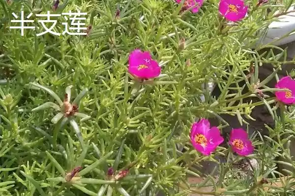 马齿苋有哪些特征 ,马齿苋的茎和叶片是什么样插图5