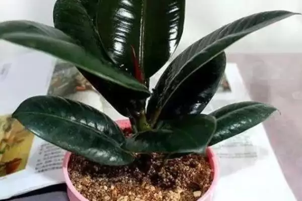 橡皮树养护难度的要点和判断？判断橡皮树养护难度需注意什么？插图5