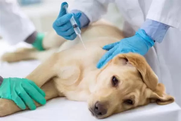 犬瘟热病毒感染源揭秘:病犬和带毒犬的传播风险插图7 犬瘟热病毒感染源揭秘:病犬和带毒犬的传播风险插图7