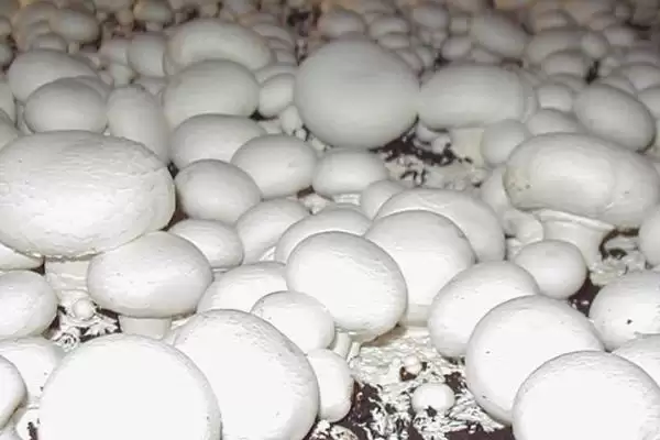 双孢菇的价格?了解双孢菇价格要分析哪些市场供需和品质影响因素?插图2 双孢菇的价格?了解双孢菇价格要分析哪些市场供需和品质影响因素?插图2