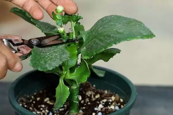 新手养花要注意的问题要点和关键提示？新手养花需关注哪些关键事项？插图4