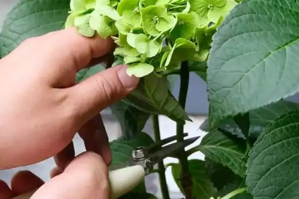 解决绣球花烂根问题的方法和重点?解决绣球花烂根问题要做好哪些细节?插图6 解决绣球花烂根问题的方法和重点?解决绣球花烂根问题要做好哪些细节?插图6
