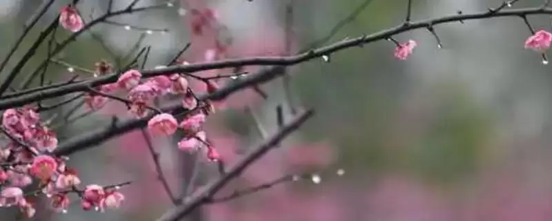 什么是梅花？认识梅花要了解哪些关键的花卉形态和文化寓意？-会东网