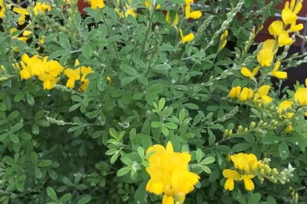 金雀花的养殖方法 ,养殖金雀花选土有什么要求插图2