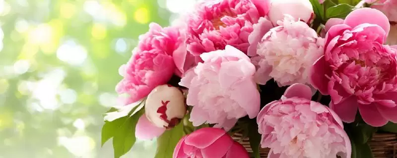 女王节花卉选择指南：康乃馨、百合花等传递美好祝福-会东网