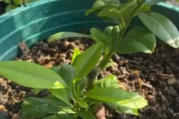 柠檬树小苗养护宝典：生长季节追肥的关键要点插图2