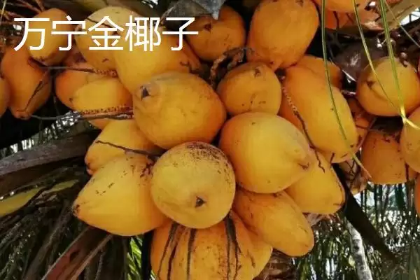 判断椰子有无种子的方法和重点？判断椰子有无种子要做好哪些细节？插图6