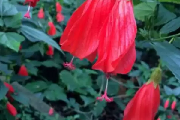 探寻悬铃花叶片萎蔫原因的方法和重点?探寻悬铃花叶片萎蔫原因要做好哪些细节?插图3 探寻悬铃花叶片萎蔫原因的方法和重点?探寻悬铃花叶片萎蔫原因要做好哪些细节?插图3