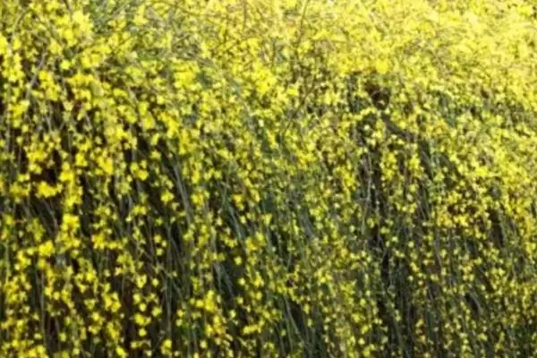 防治迎春花病害的方法和重点?防治迎春花病害要做好哪些细节?插图2 防治迎春花病害的方法和重点?防治迎春花病害要做好哪些细节?插图2