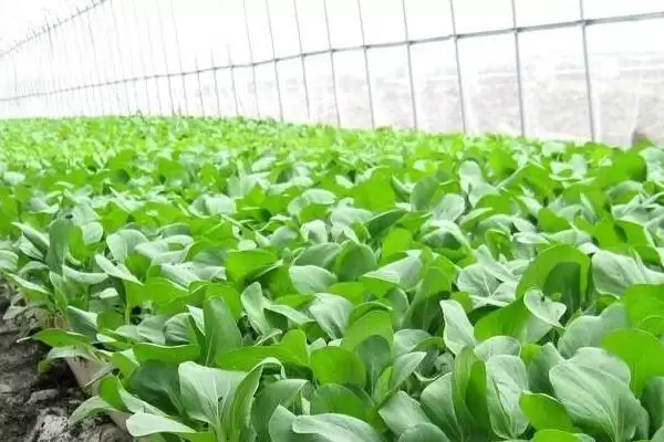小白菜收获时间的要点和判断?判断小白菜收获时机需注意什么?插图1 小白菜收获时间的要点和判断?判断小白菜收获时机需注意什么?插图1