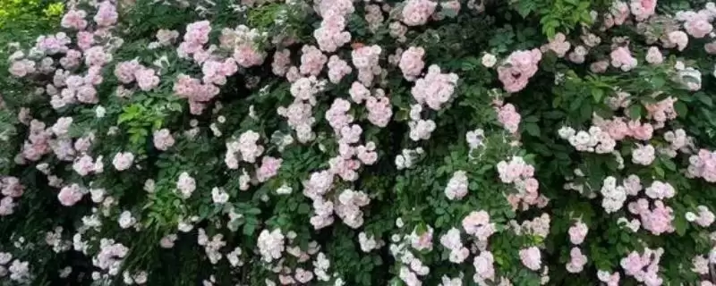 蔷薇优良品种大推荐：5种观赏价值高的品种介绍-会东网