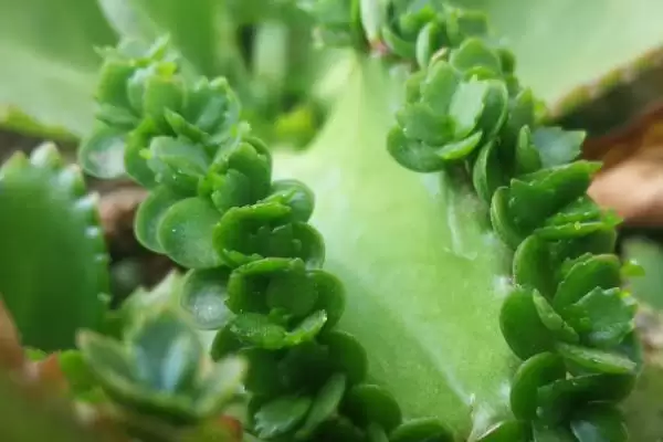 落地生根是怎样的植物 ,落地生根属于什么科植物插图3