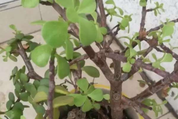金枝玉叶的花语 ,金枝玉叶这种植物有何花语呢插图10