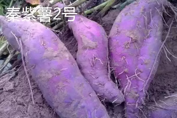 紫薯品种的种类和要点？了解紫薯品种需关注哪些关键信息？插图3