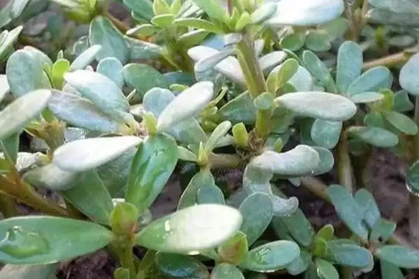 马齿苋有哪些特征 ,马齿苋的茎和叶片是什么样插图2