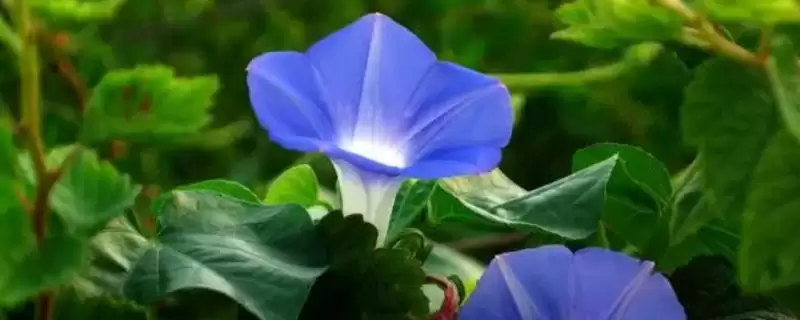 蓝色牵牛花的花语 ,蓝色牵牛花有哪些美好花语呢？-会东网