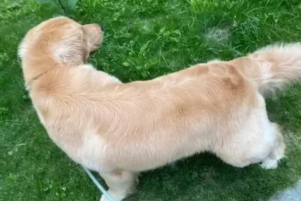金毛犬表达情绪的方式 ,金毛怎样表现它的心情状态插图2