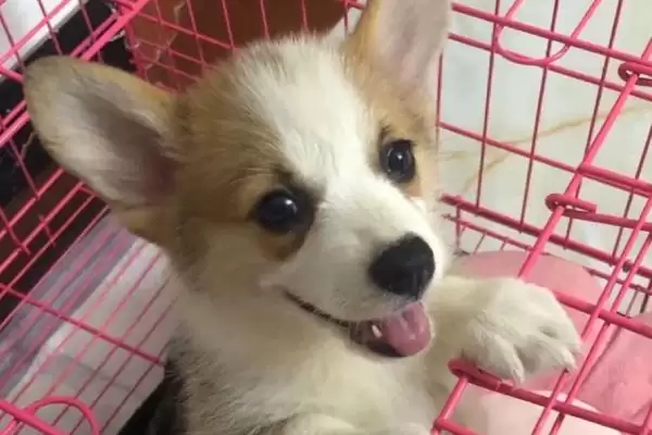 柯基幼犬的饲养注意事项 ,柯基幼犬饲养如何保护牙齿呢？插图1