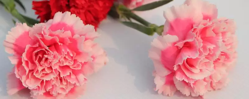 康乃馨种苗的价格与种植 ,康乃馨种苗批发价多少及咋种植？-会东网