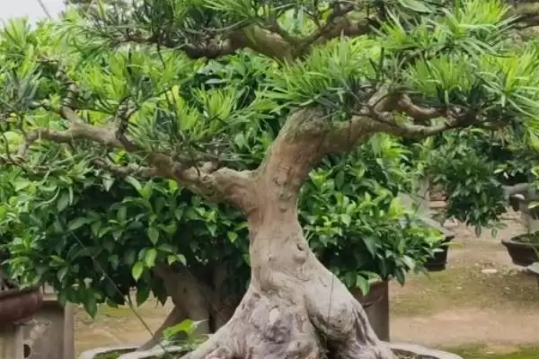 罗汉松移栽要注意什么 ,罗汉松小苗何时移栽好插图3 罗汉松移栽要注意什么 ,罗汉松小苗何时移栽好插图3